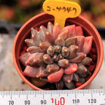 PRESALE Pachyphytum Compactum Sp. 'Dubai'