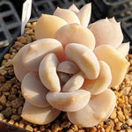 MOTHER'S DAY WEEKEND FLASH SALE! PRESALE Echeveria Tiramisu, (Random)