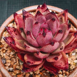 PRESALE Echeveria Agavoides Sirius, (Not So Random)