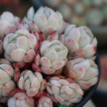 PRESALE Echeveria Lemon Berry Cluster, (Random)