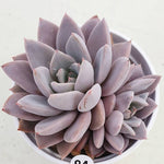 PRESALE Echeveria Lulu, Cluster (Random)