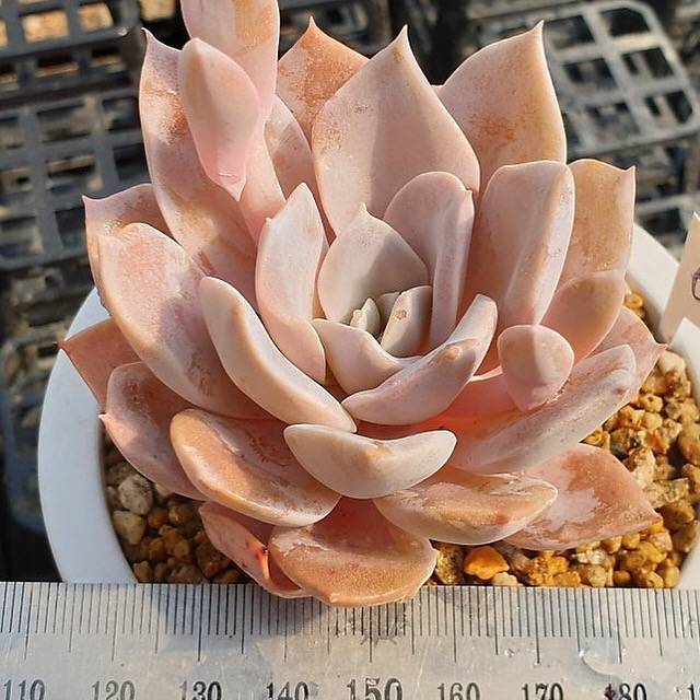 PRESALE Echeveria Grouse, (Random)