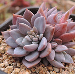 PRESALE Echeveria Lulu, Cluster, (Random)