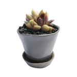 Echeveria Black Queen Hybrid, Triple