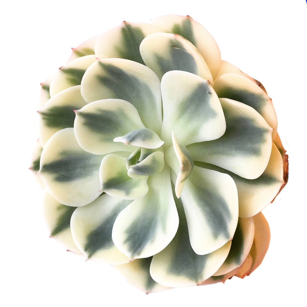 Echeveria Lenore Dean- Not Perfect! – Cedar Creek Farmhouse