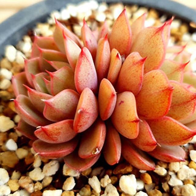 PRESALE Echeveria Ruby Singh, Double, (Random)