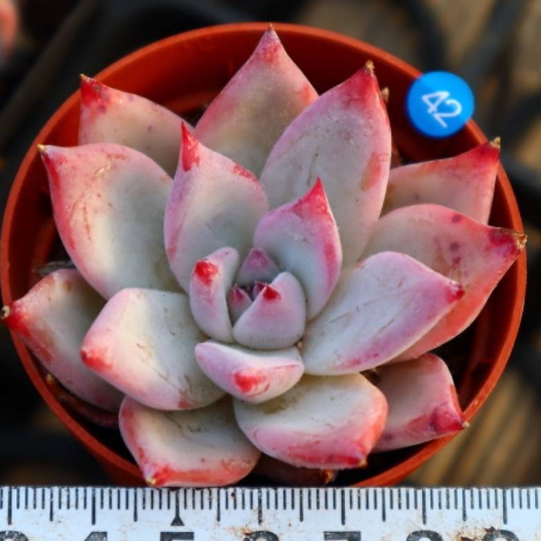 Echeveria Colorata