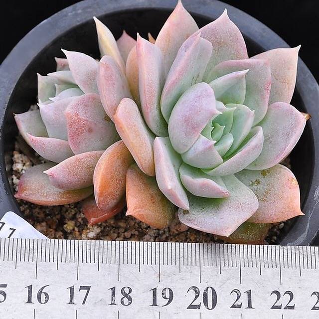 SPECIAL!! JUST CART! Sedum Suaveolens, (Not so Random)