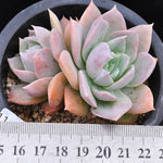 SPECIAL!! JUST CART! Sedum Suaveolens, (Not so Random)