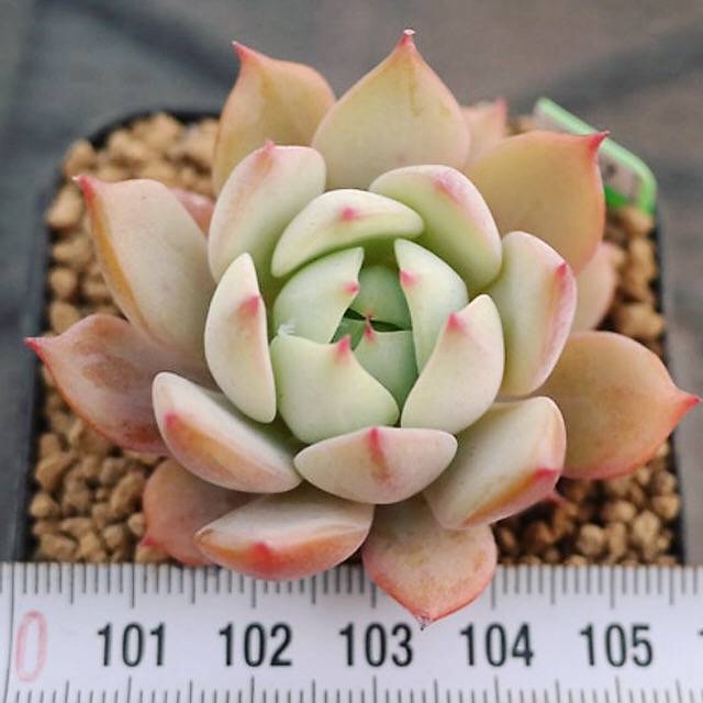 BLACK FRIDAY SNEAK, Echeveria Baldi, (Random)