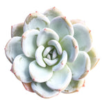 Echeveria Ivory