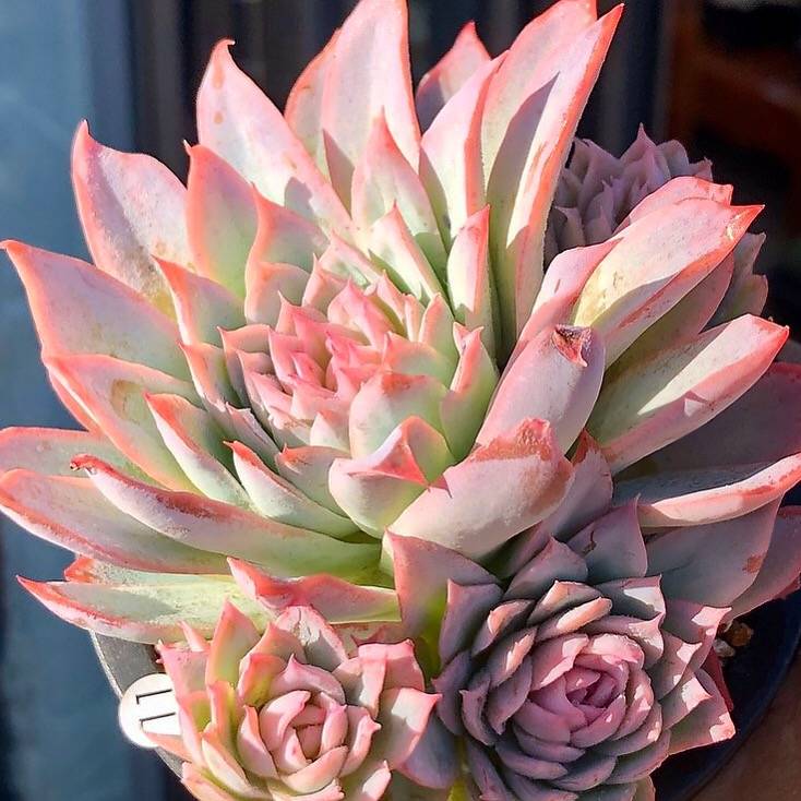 Graptoveria Rose Queen, Cluster, (Not so Random)