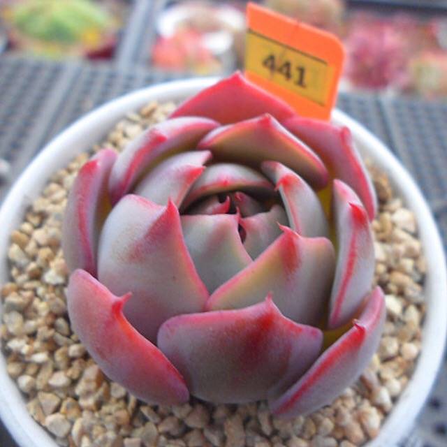 PRESALE Echeveria Lauii Hybrid, (Random)