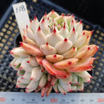 PRESALE Echeveria Chihuahuaensis, (Not so Random)