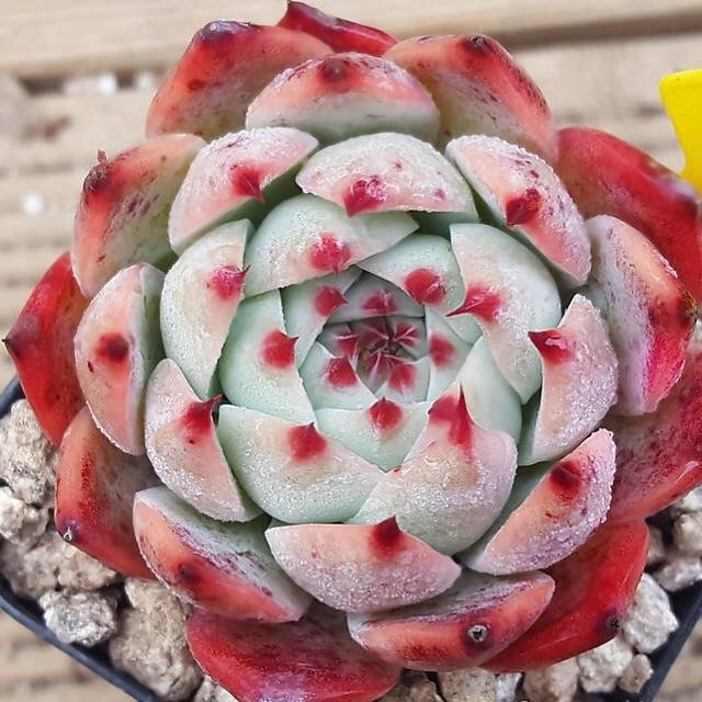 Echeveria Chihuahuaensis, (Random)