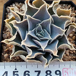 PRESALE Echeveria Hurricane, (Not So Random)