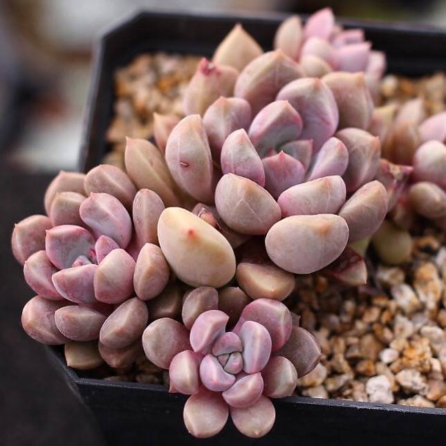 pebbles for succulents Echeveria Pebbles, Cluster – Cedar Creek Farmhouse