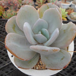 4th OF JULY FLASH SALE- DEAL #7 PRESALE Echeveria Cream Tea