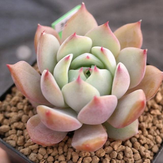 BLACK FRIDAY SNEAK, Echeveria Baldi, (Random)