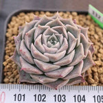 BLACK FRIDAY SNEAK, Echeveria Helena, (Random)