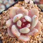 PRESALE Echeveria Trumso, (Not so Random)