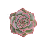 Sale! Echeveria Silhouette