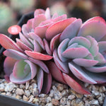 PRESALE Echeveria Angel Wings, Cristata, (Not so Random)