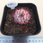 PRESALE Echeveria Chihuahuaensis cv, (Random)