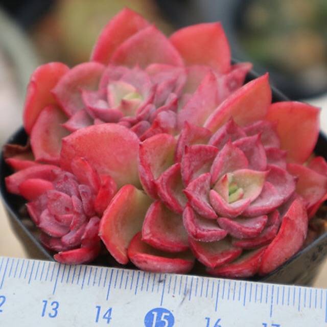 PRESALE Echeveria Noble, Cluster, (Random)