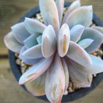 PRESALE Echeveria Cream Tea, (Random)