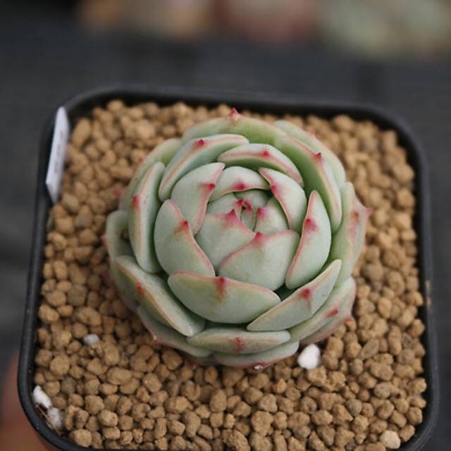 SPECIAL! JUST CART!! PRESALE Echeveria Derenbergii, (Not So Random)