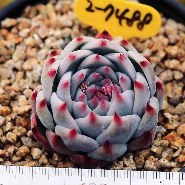 PRESALE Echeveria Momotarou cv