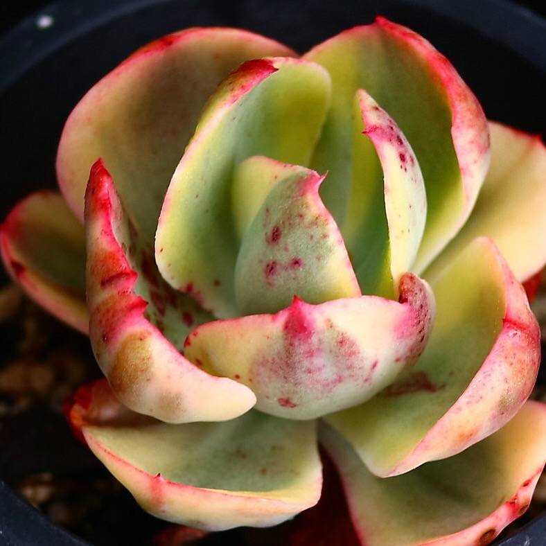 PRESALE Echeveria Angpang, (Random) – Cedar Creek Farmhouse