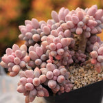 PRESALE Pachyphytum Machucae, Large Cluster