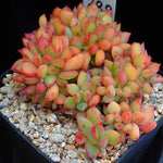 PRESALE Echeveria 'Memory' Cristata, (Random)