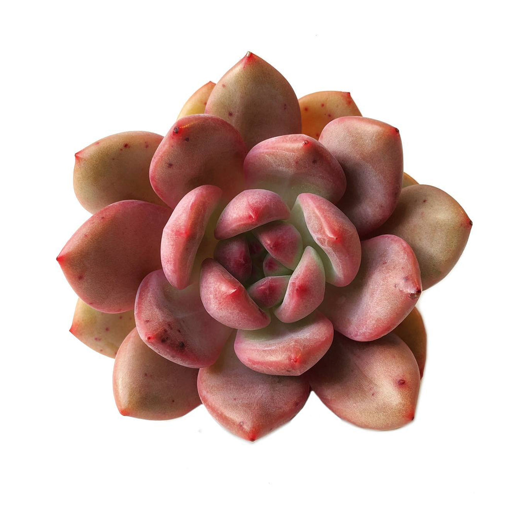 (RESERVED) Echeveria Ariel