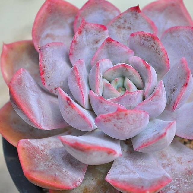 (RESERVED) Echeveria Lucinda