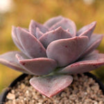 FLASH SALE REMINDER (AND JUST CART SPECIAL!) PRESALE Echeveria Bainesii