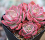 PRESALE Echeveria Noble, Cluster, (Random)