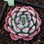 Echeveria Nana Mini Hook, (Random)