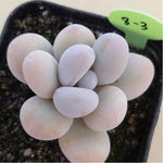 PRESALE Pachyphytum Oveferum cv Momobijin, (Random)