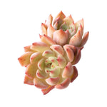 Echeveria Sp., Double