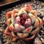 PRESALE Echeveria Black Queen Hybrid
