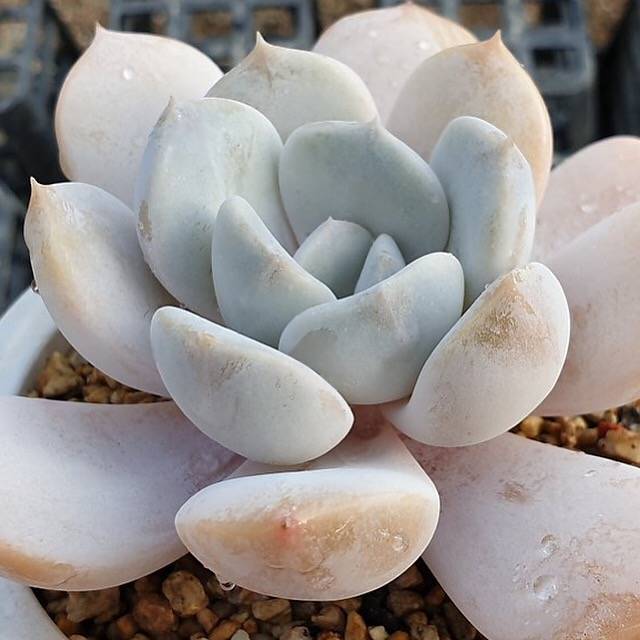 **SPECIAL PRICE** PRESALE Echeveria Tiramisu, (Random)