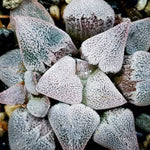 Haworthia Pygmaea ‘Snow’ Hybrid with Offset, (Video)