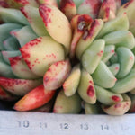 PRESALE Echeveria Freckled Champagne Cluster, (Not so Random)
