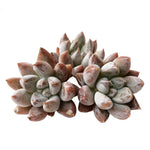 Echeveria Tolimanensis, (Random)