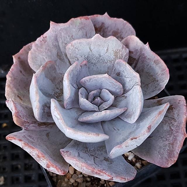 Echeveria Lilacina, Variegata, (Random)