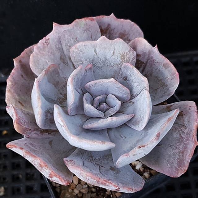 echeveria lilacina succulent Echeveria Lilacina, Variegata, (Random) – Cedar Creek Farmhouse