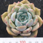 READY TO SHIP- Echeveria Orion Hybrid